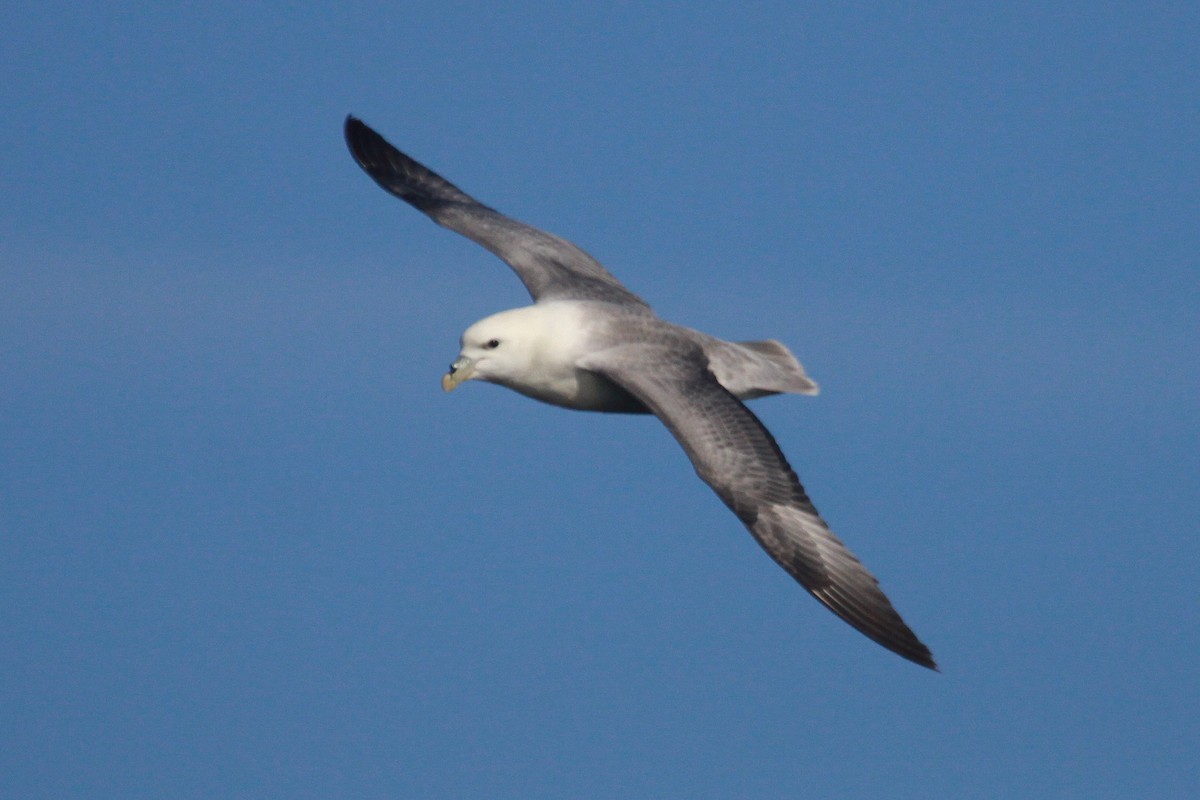 Northern Fulmar - ML647583242