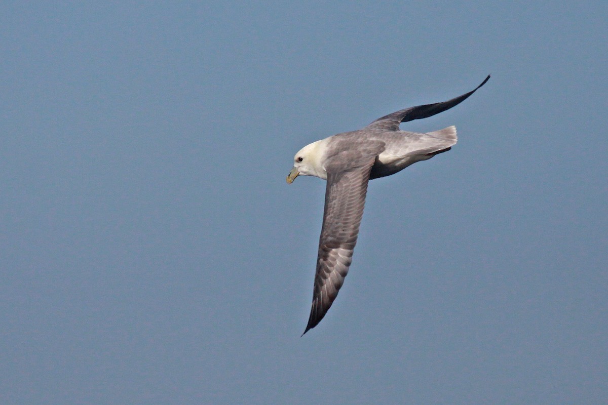 Northern Fulmar - ML647583243