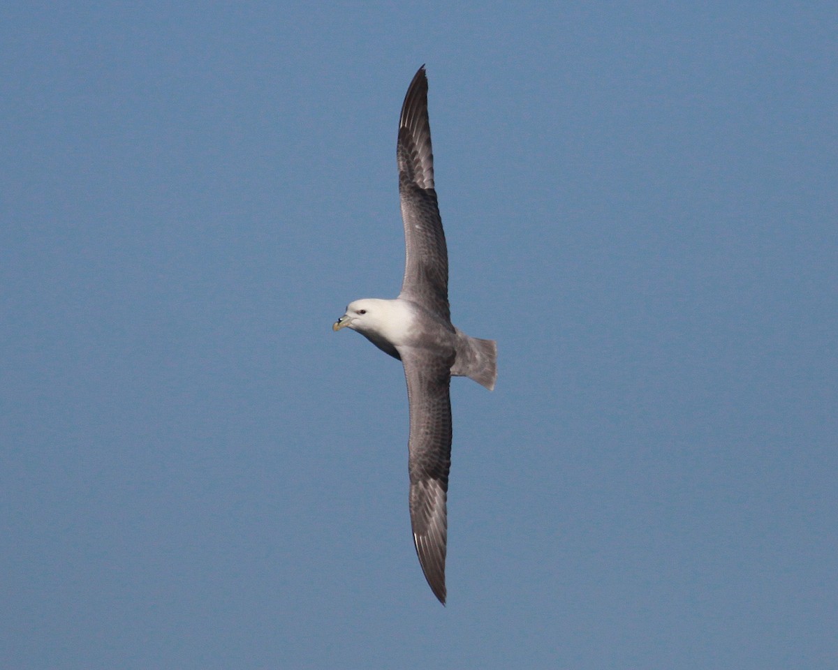 Northern Fulmar - ML647583244