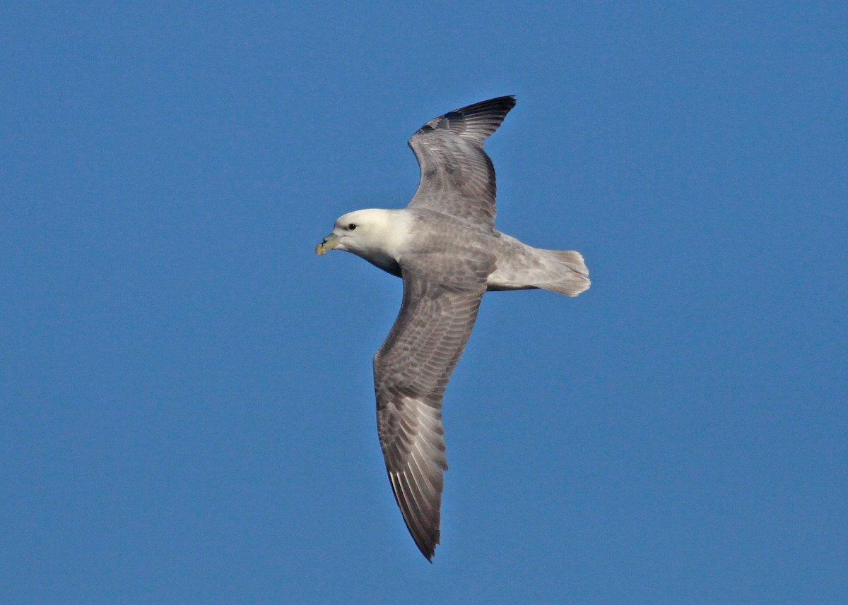 Northern Fulmar - ML647583245