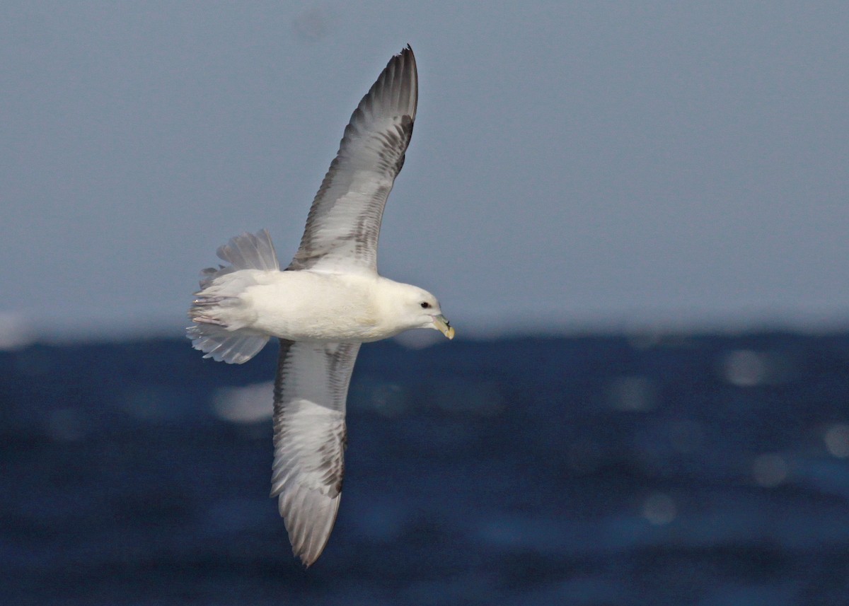 Northern Fulmar - ML647583248