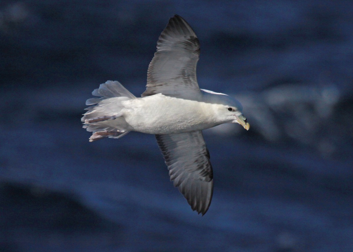 Northern Fulmar - ML647583249