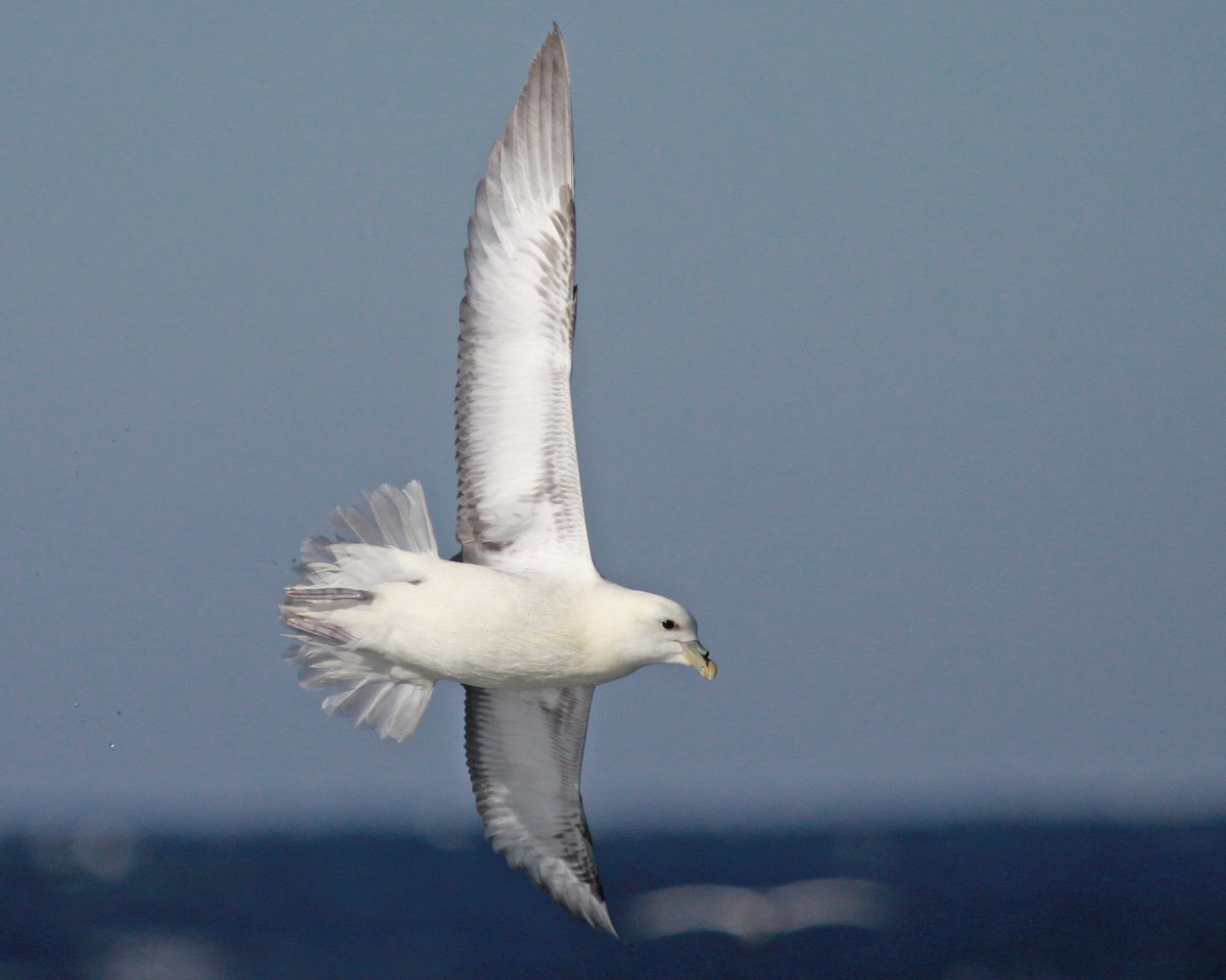 Northern Fulmar - ML647583250
