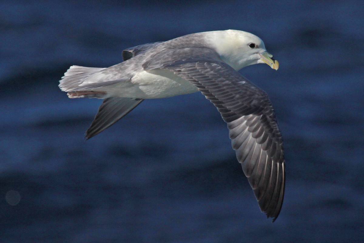 Northern Fulmar - ML647583251