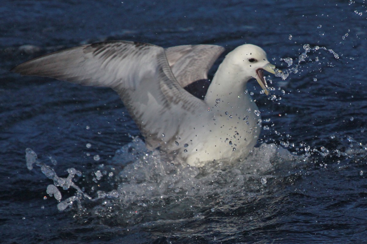 Northern Fulmar - ML647583252