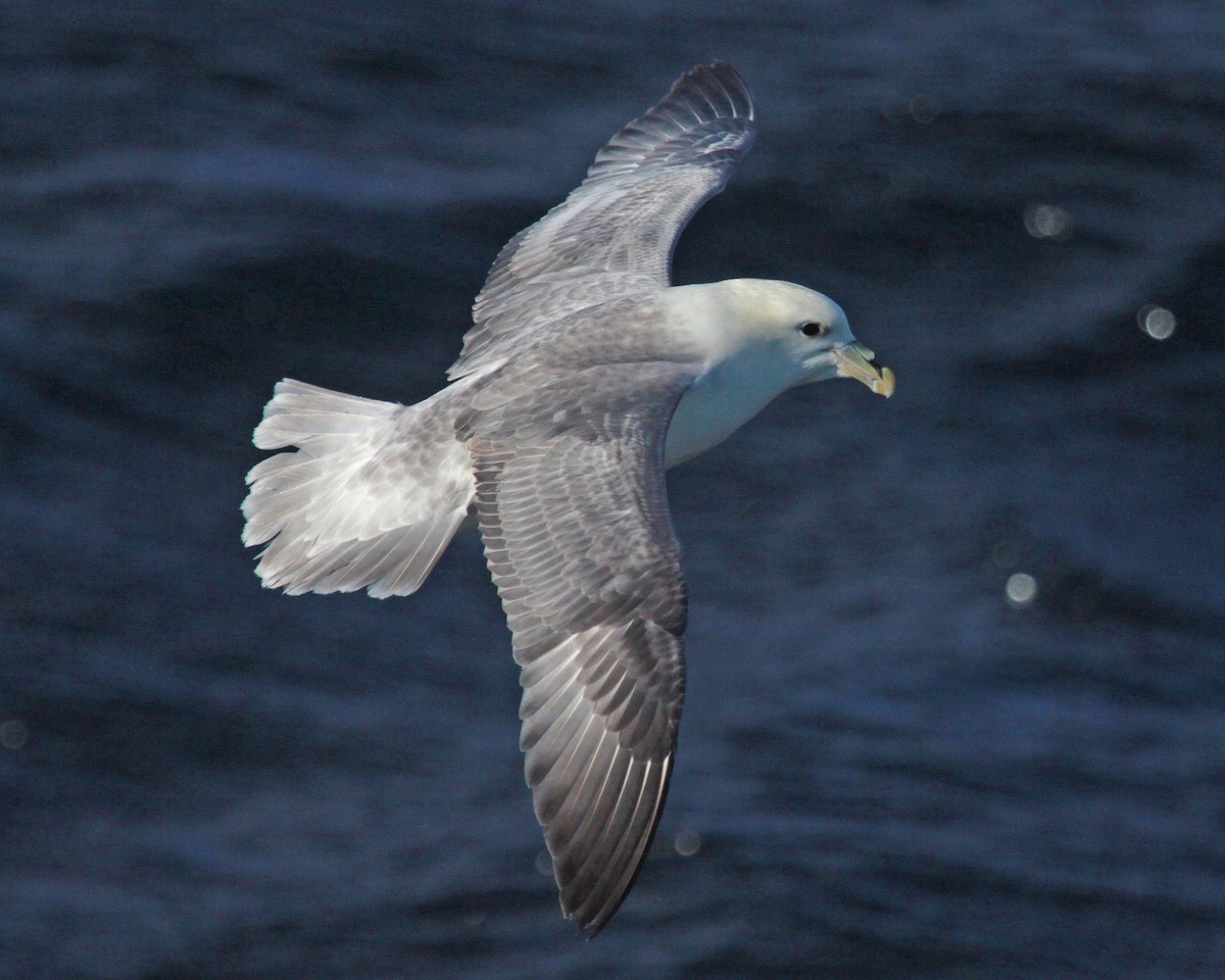 Northern Fulmar - ML647583253