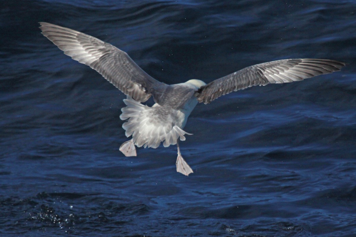 Northern Fulmar - ML647583254