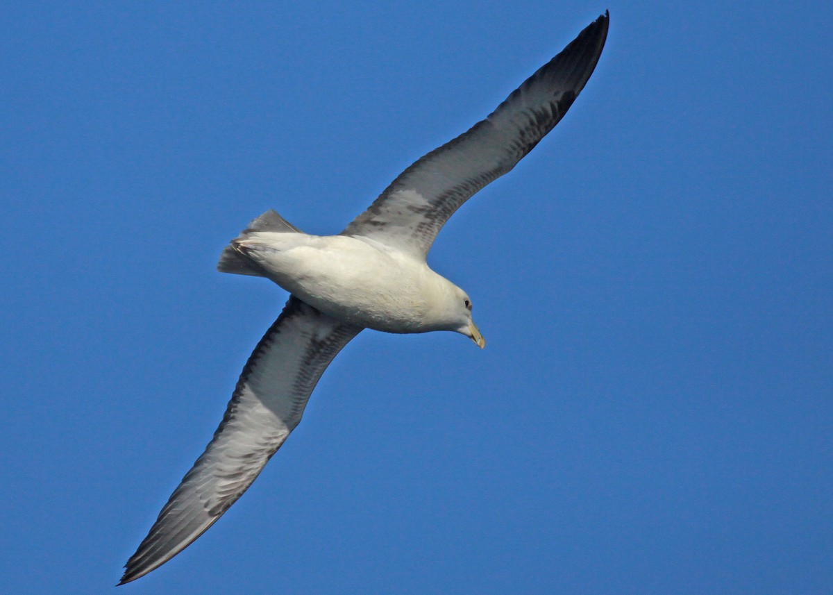 Northern Fulmar - ML647583256