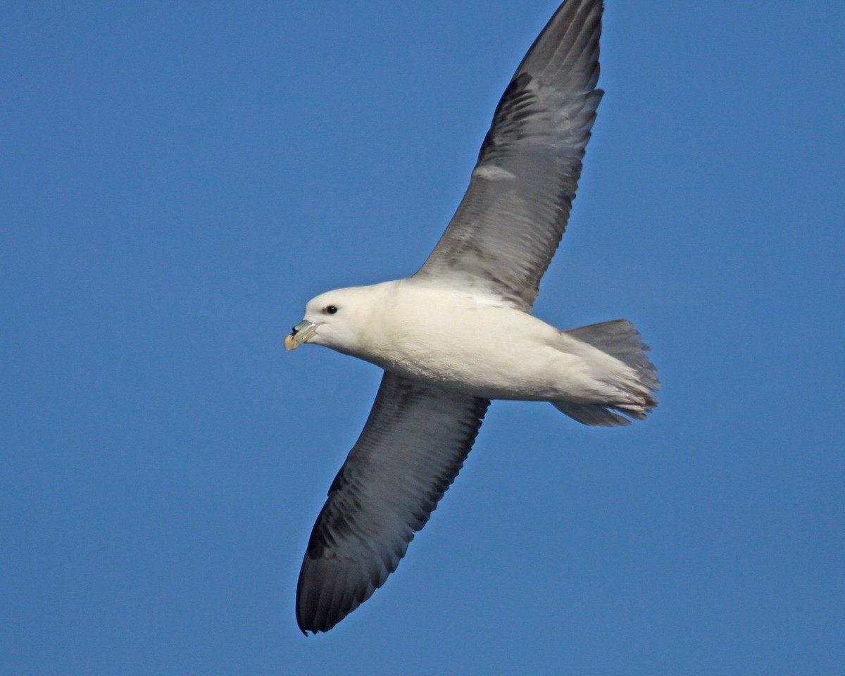 Northern Fulmar - ML647583257