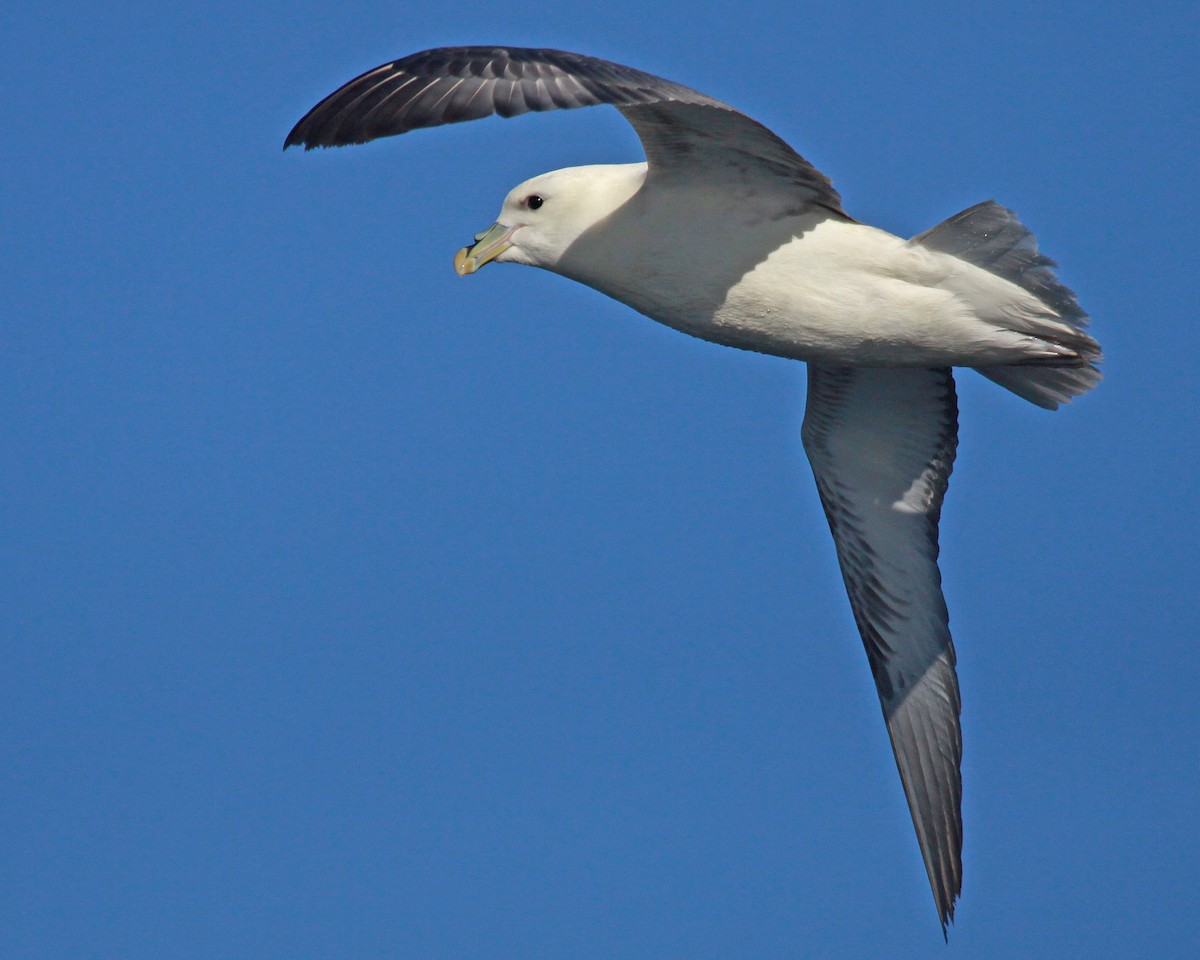 Northern Fulmar - ML647583258