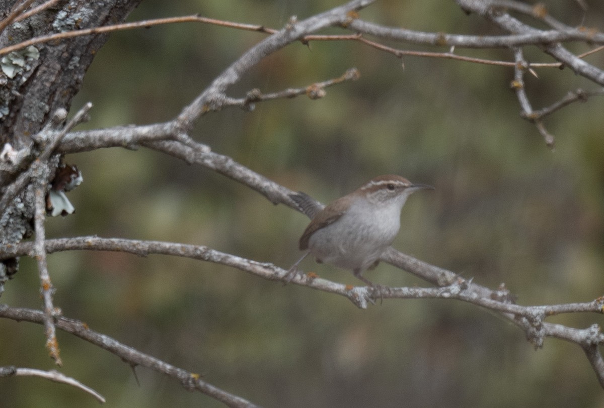 Длиннохвостый крапивник - ML647583273