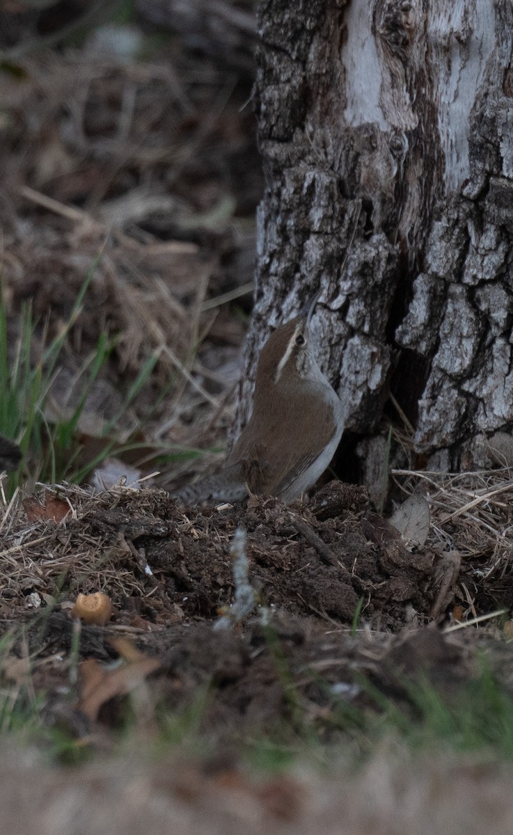 Длиннохвостый крапивник - ML647583274