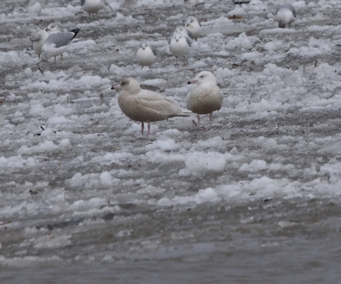 アイスランドカモメ - ML647583287