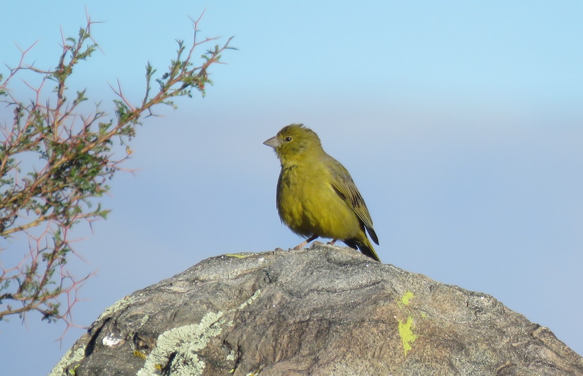 Greenish Yellow-Finch - ML647583291