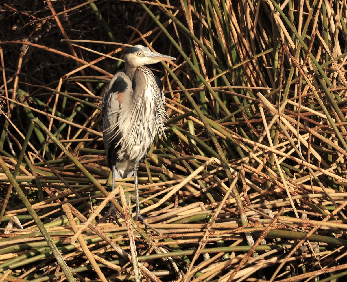 Great Blue Heron - ML647583297