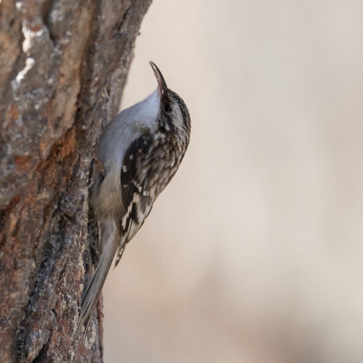 Brown Creeper - ML647583305