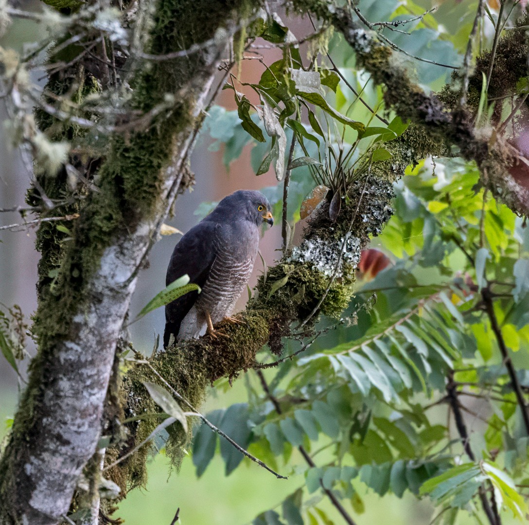 Roadside Hawk - ML647583307