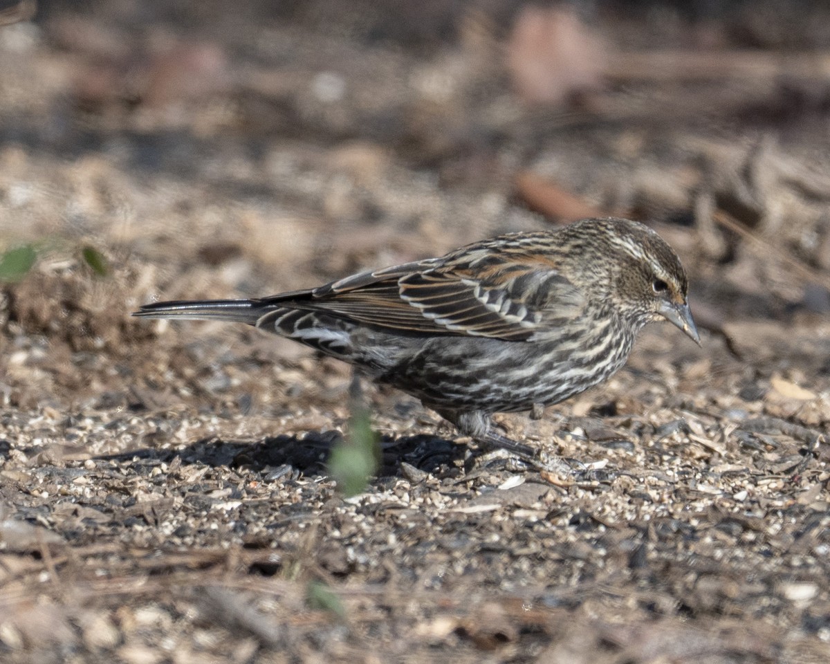 Red-winged Blackbird - ML647583318