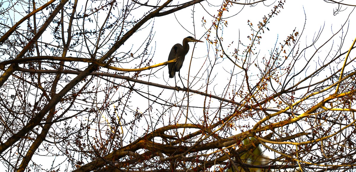 Great Blue Heron - ML647583319