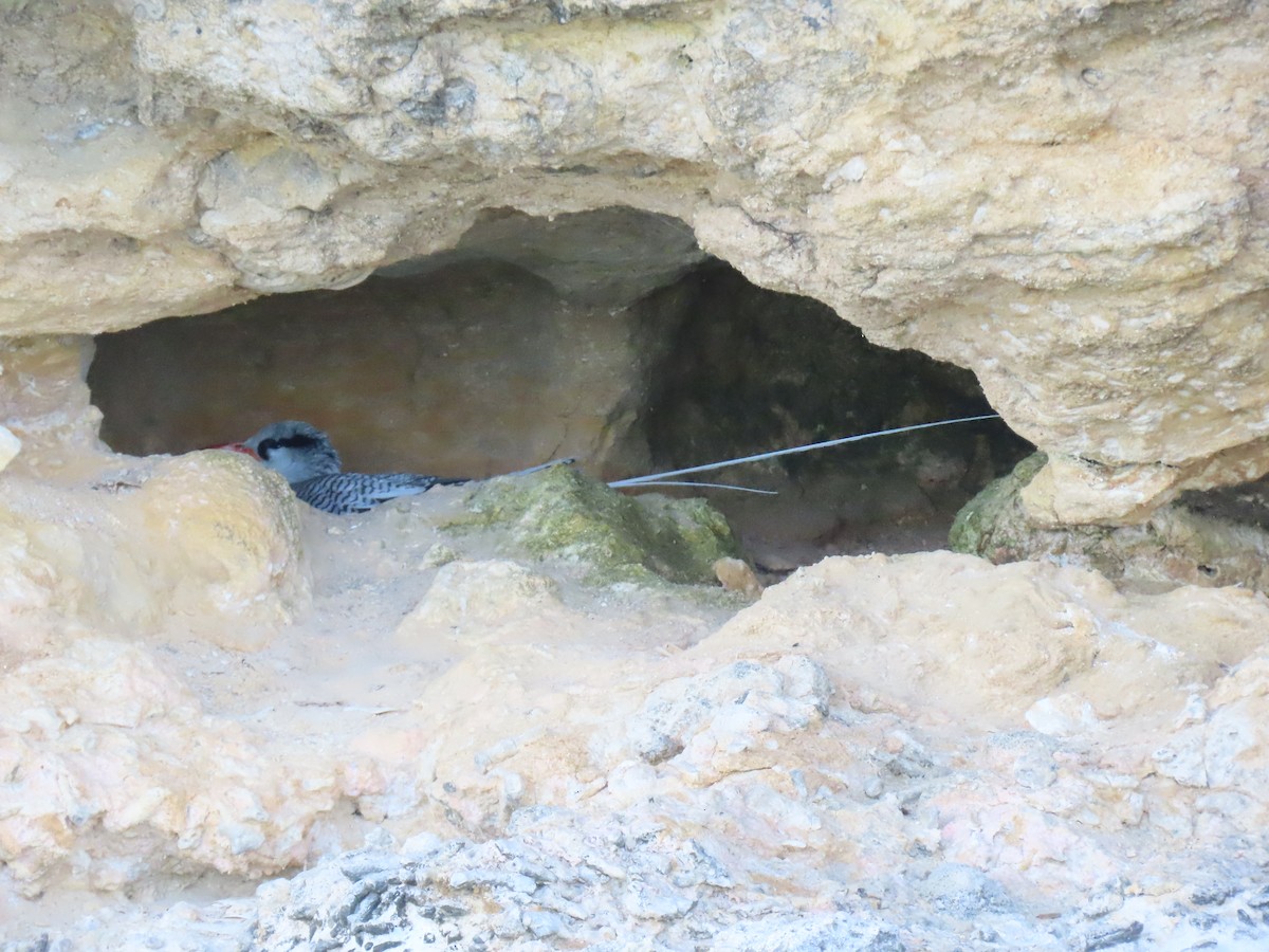 紅嘴熱帶鳥 - ML647583320