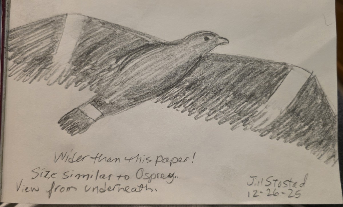 鷹科(中、小型) - ML647583331