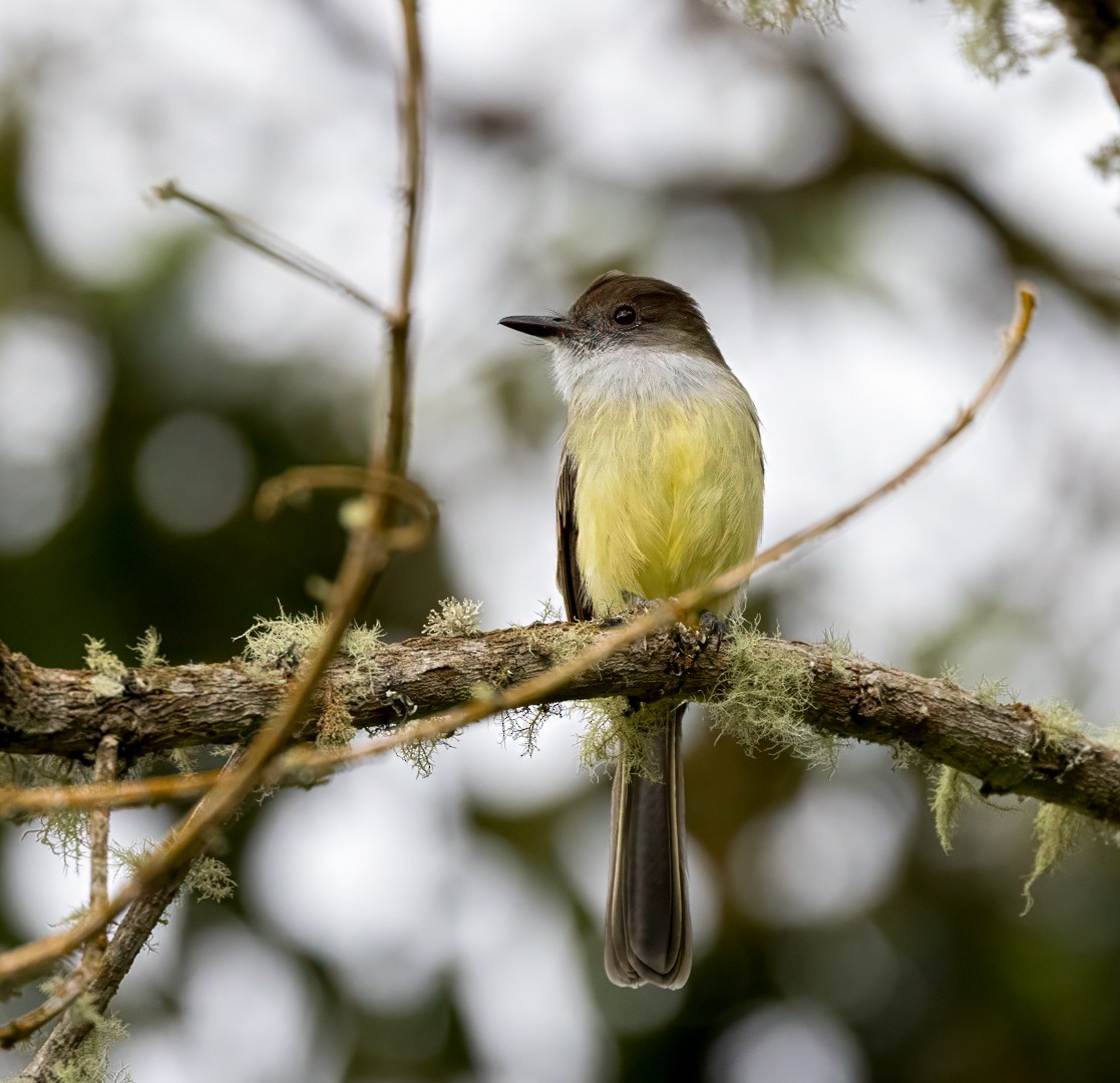 Pale-edged Flycatcher - ML647583332