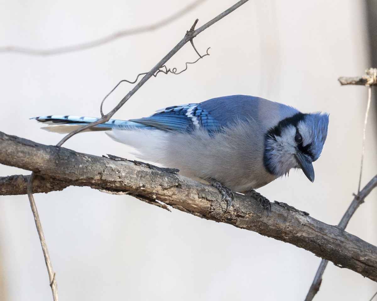 Blue Jay - ML647583334