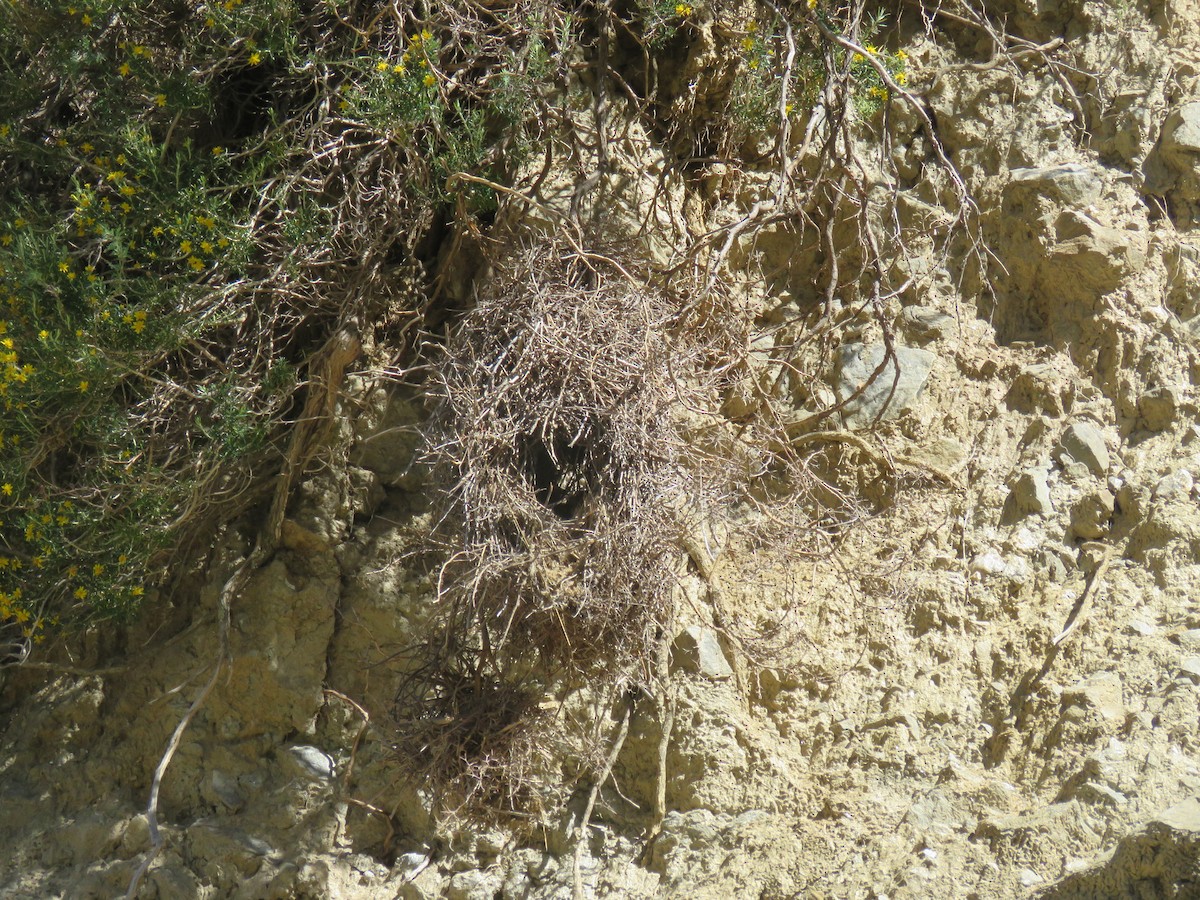 Streak-fronted Thornbird - ML647583335