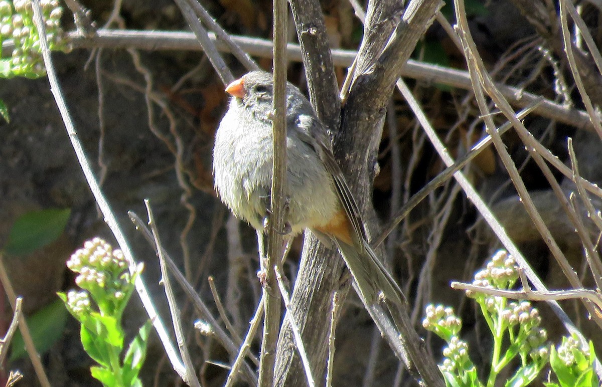 Plain-colored Seedeater - ML647583337