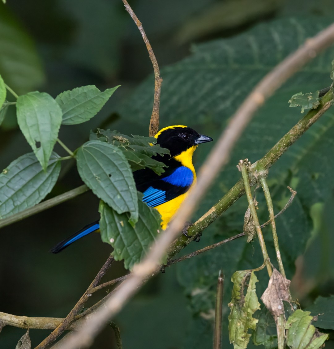Blue-winged Mountain Tanager - ML647583338