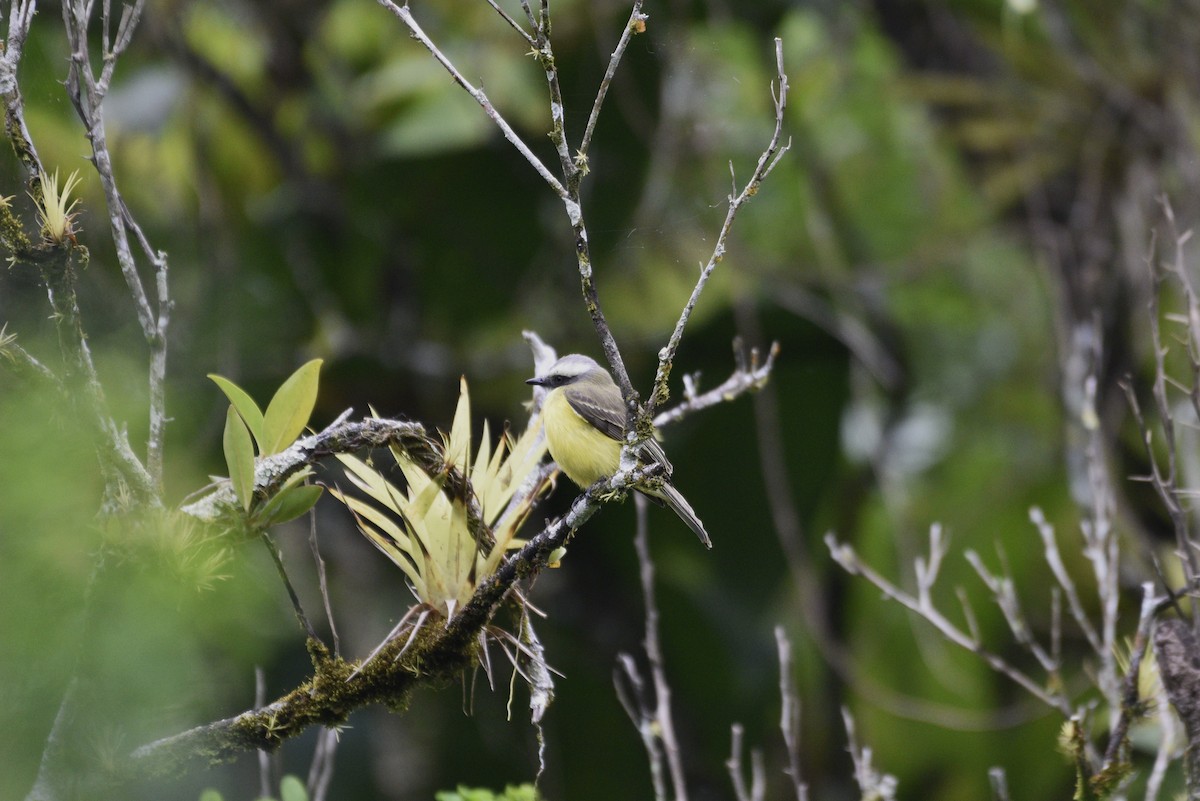 Gray-capped Flycatcher - ML647583341