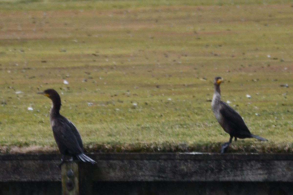 Double-crested Cormorant - ML647583342
