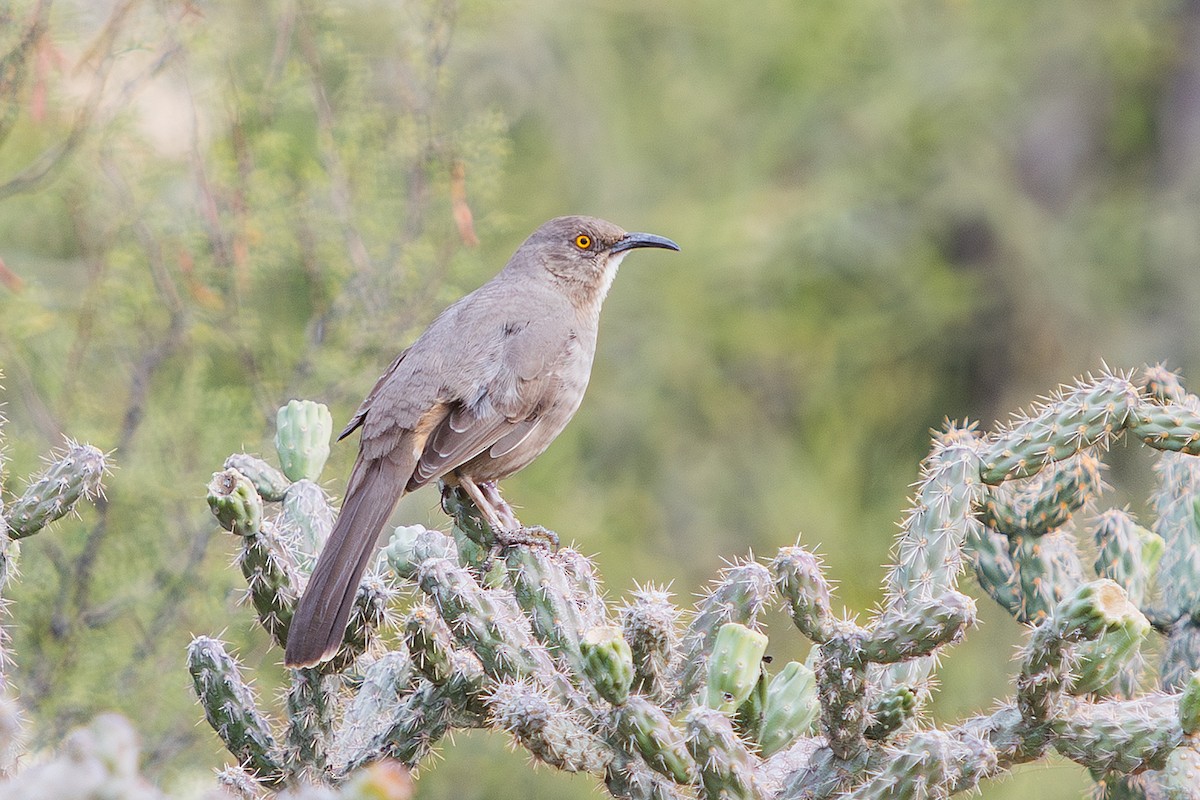 Curve-billed Thrasher - ML647583343