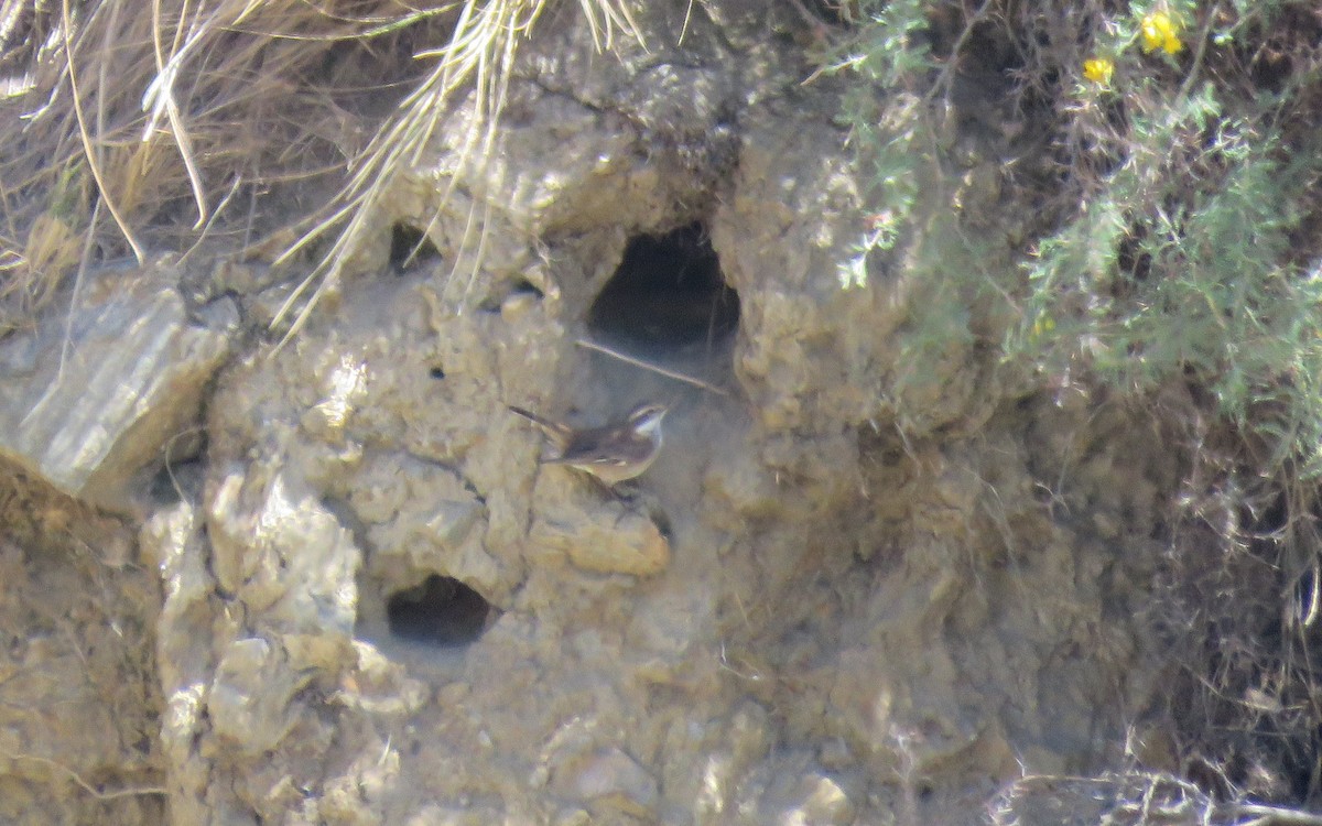 Cream-winged Cinclodes - ML647583344