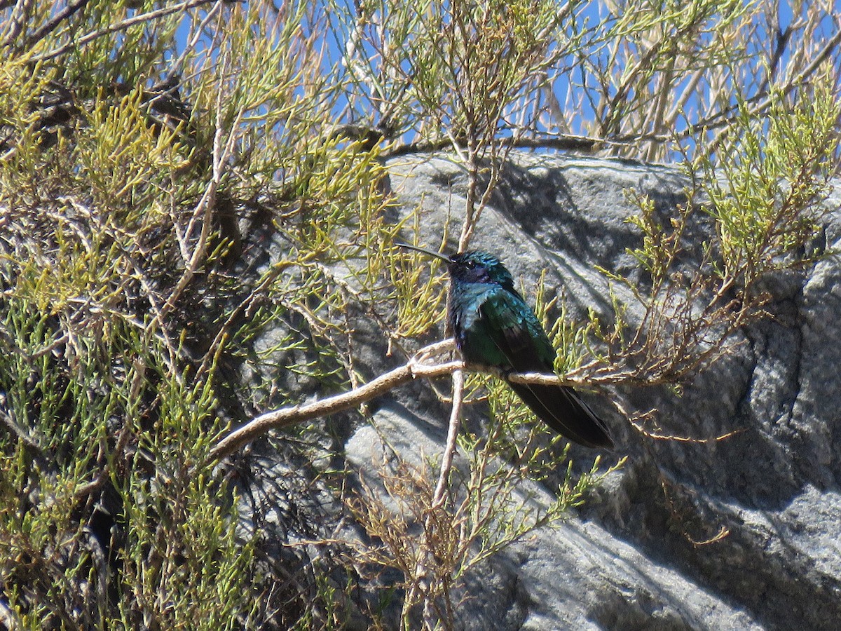 Sparkling Violetear - ML647583347