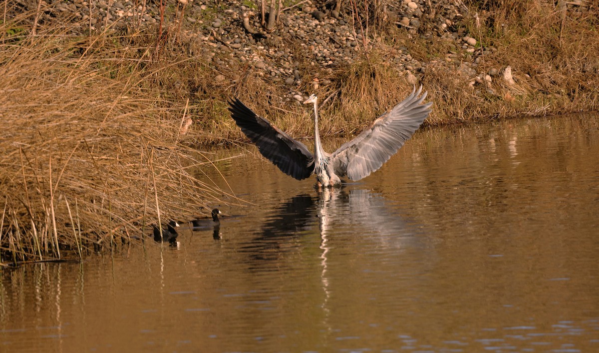 Great Blue Heron - ML647583348
