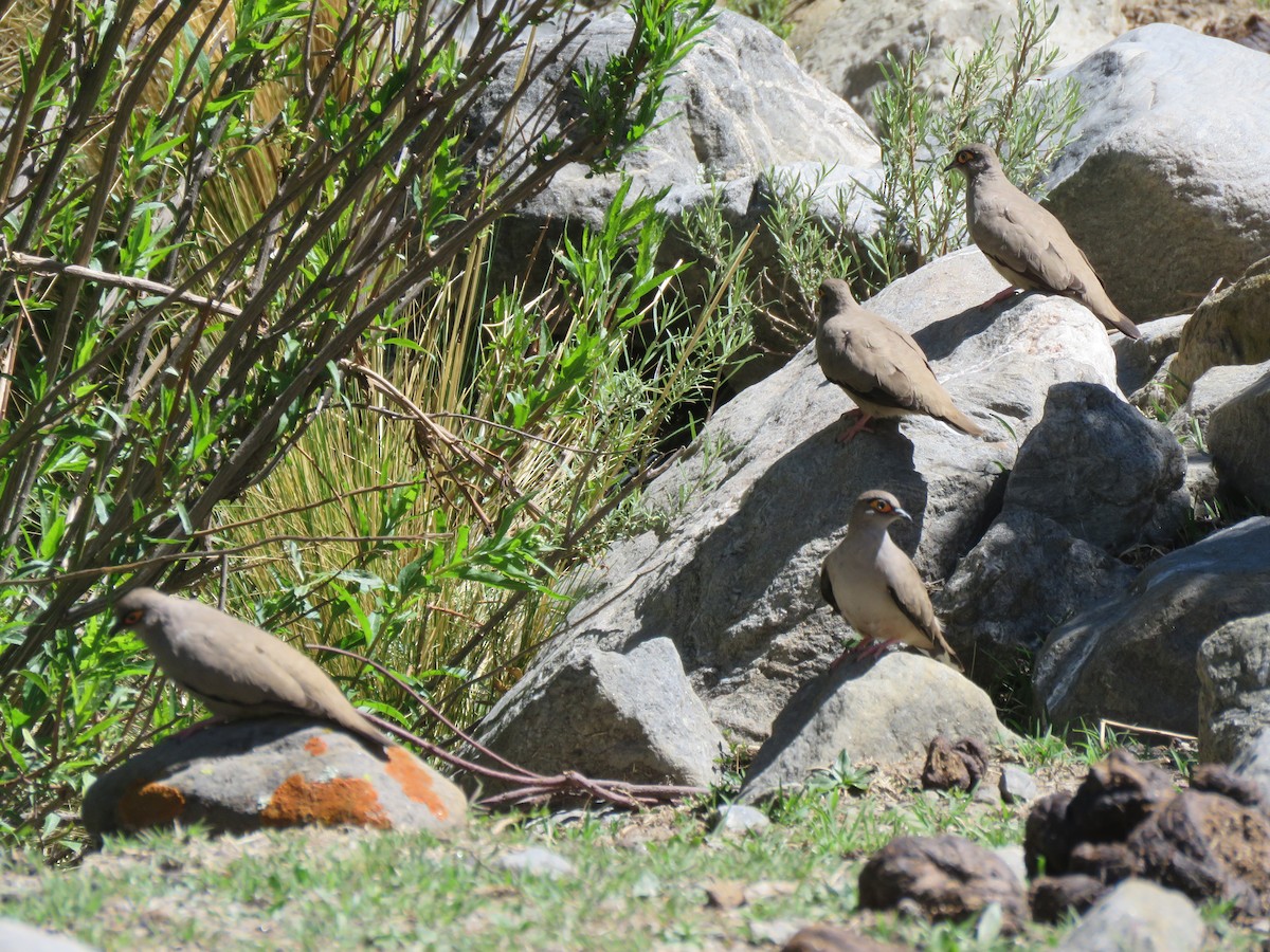 Bare-eyed Ground Dove - ML647583351