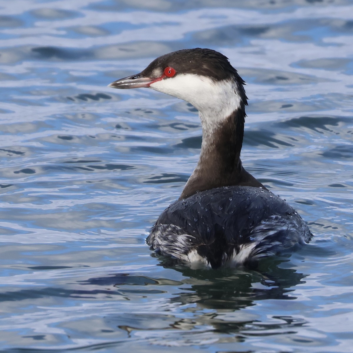 角鸊鷉 - ML647583352