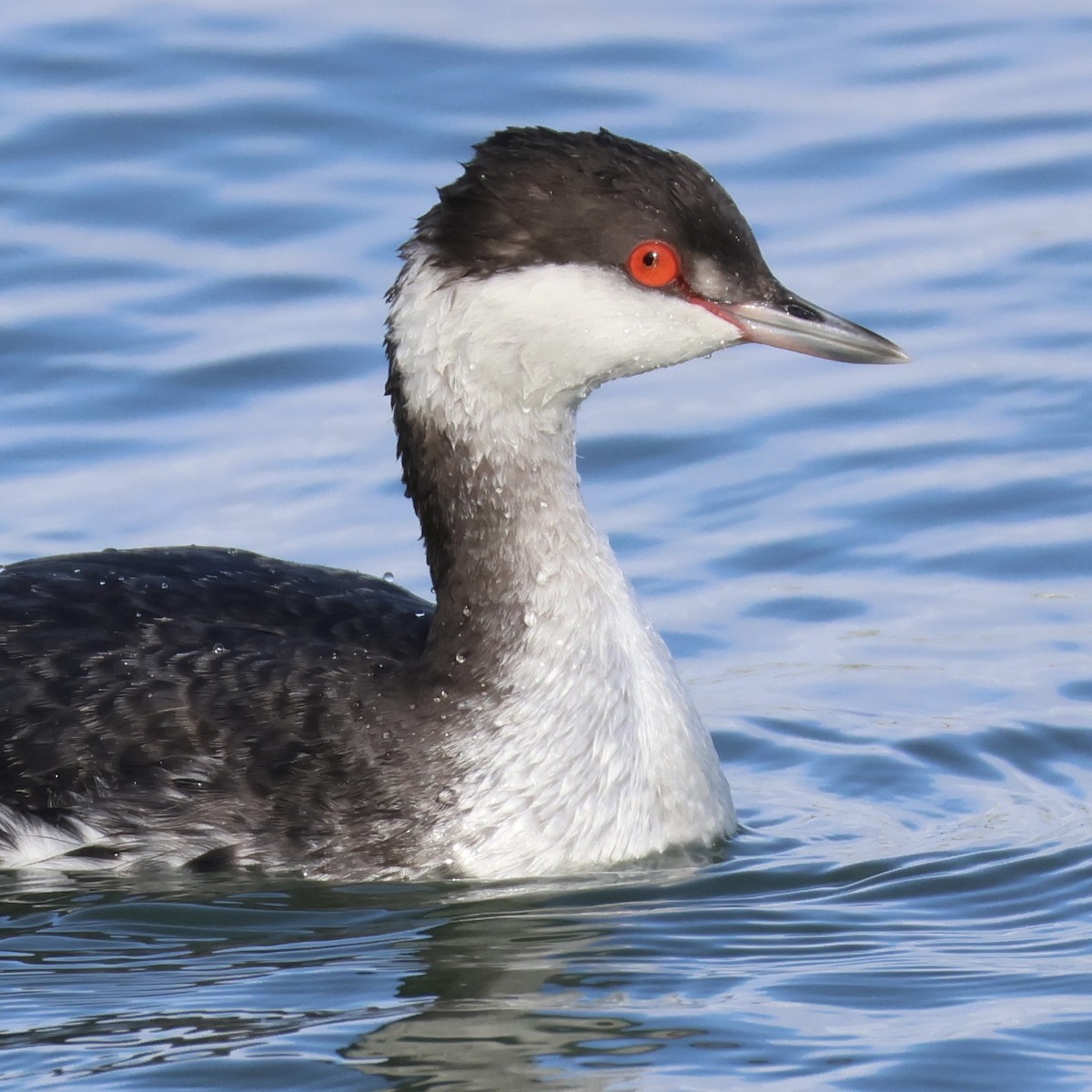 角鸊鷉 - ML647583353