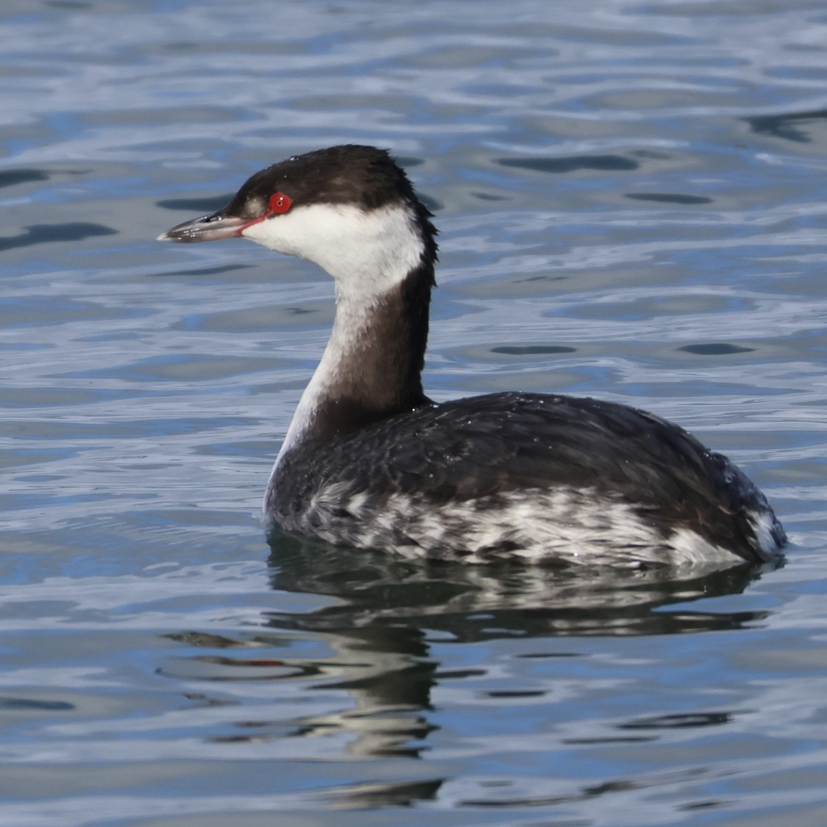 角鸊鷉 - ML647583355