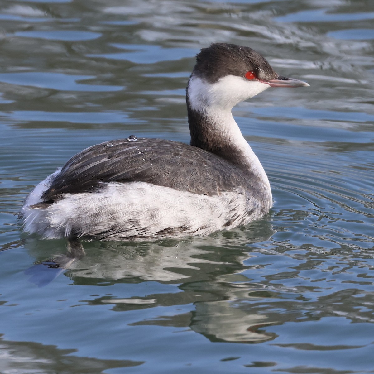 角鸊鷉 - ML647583356