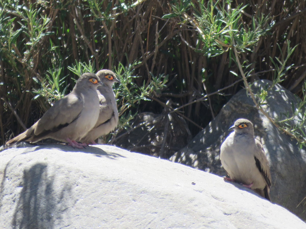 Bare-eyed Ground Dove - ML647583359