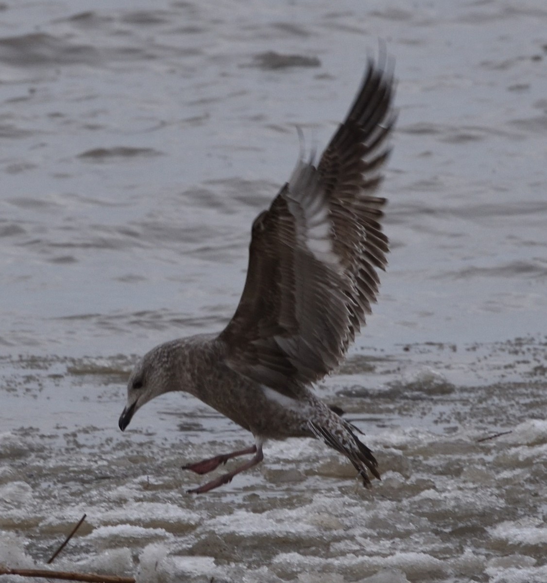 American Herring Gull - ML647583360