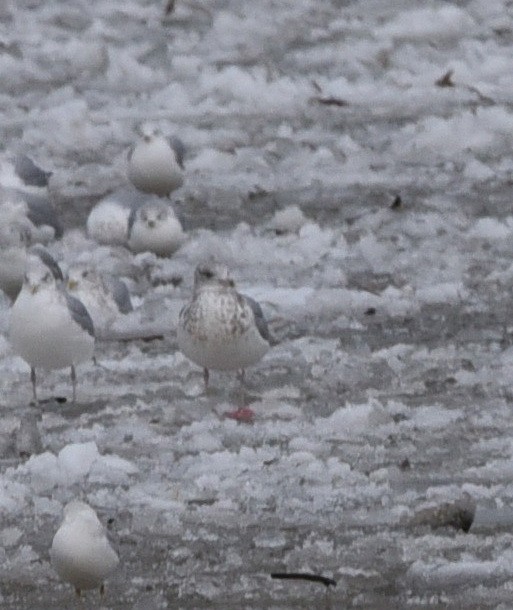 Ring-billed Gull - ML647583363
