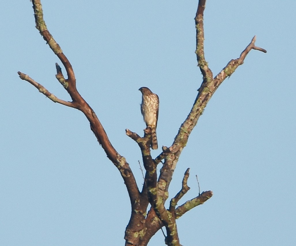 クーパーハイタカ - ML647583380