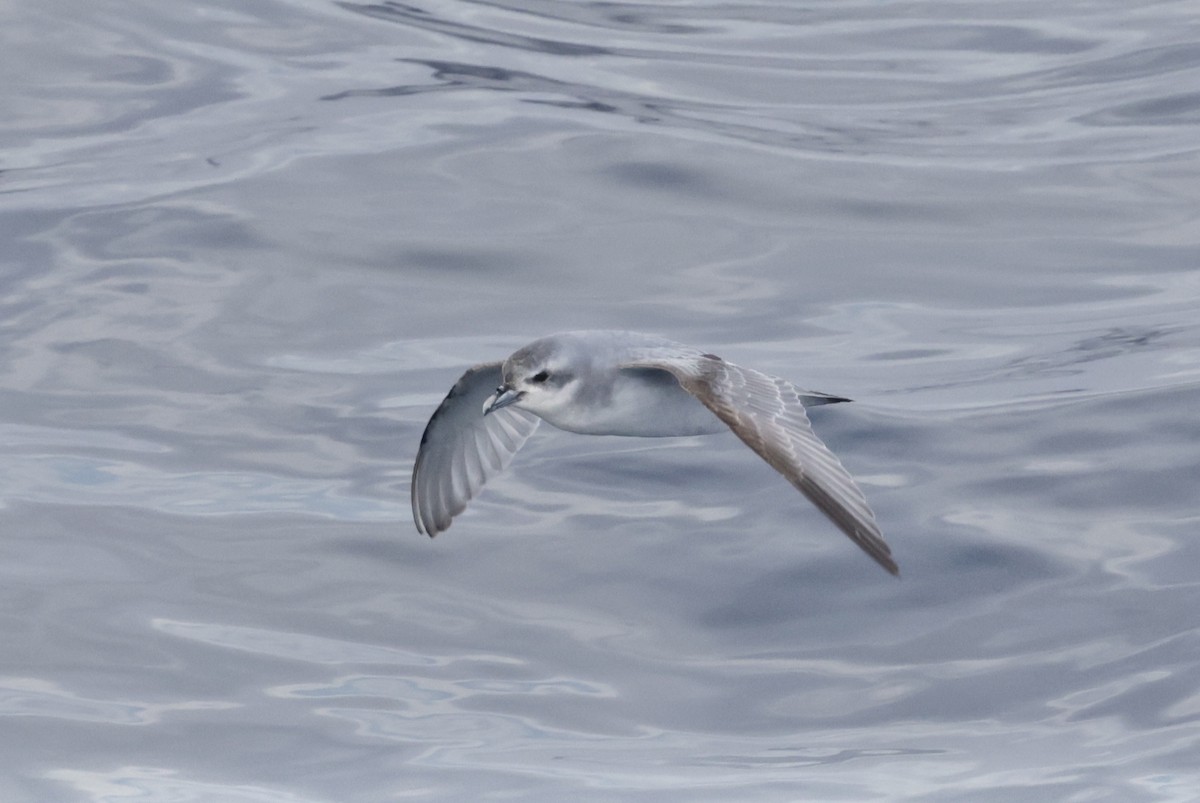 ハシブトクジラドリ - ML647583388