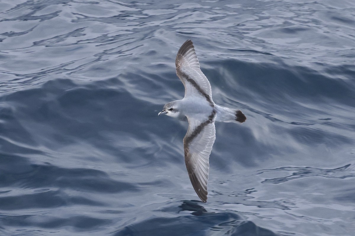 ハシブトクジラドリ - ML647583389