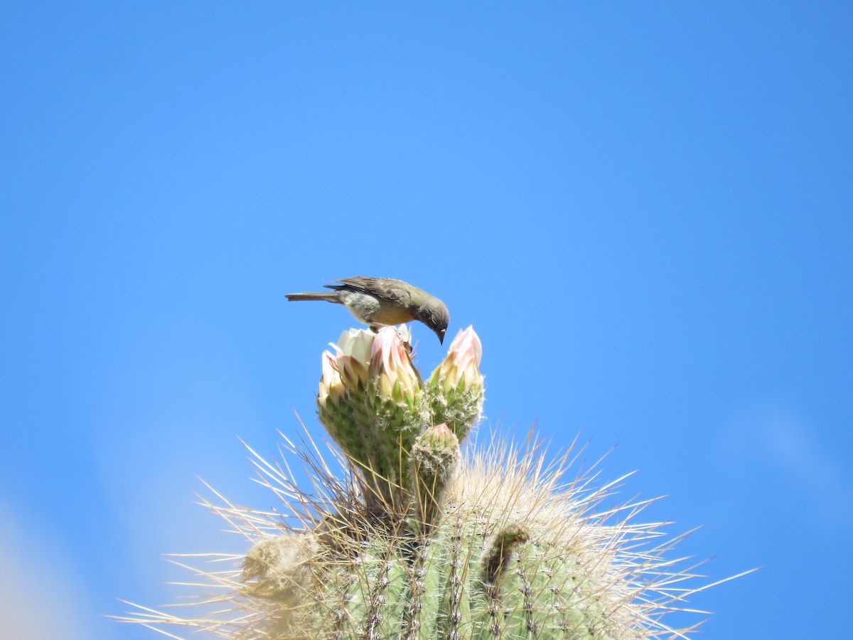 Gray-hooded Sierra Finch - ML647583395