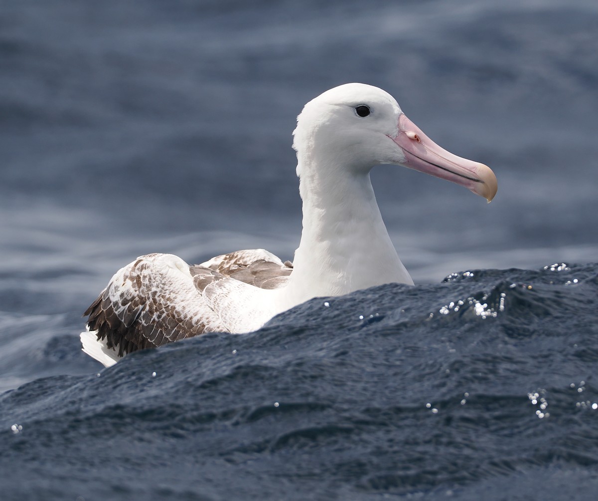 Southern Royal Albatross - ML647583418