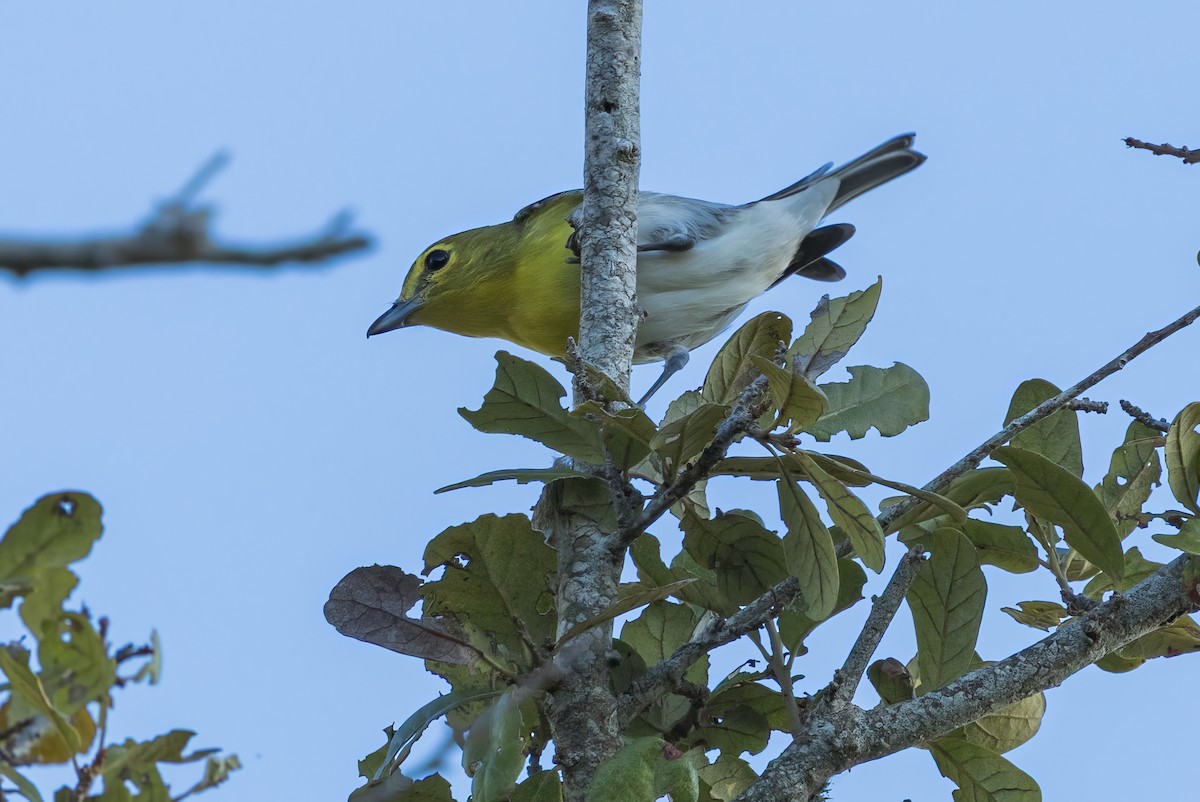 ויראו צהוב-גרון - ML647583423